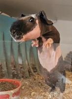 Prachtige skinny beer, Dieren en Toebehoren, Knaagdieren, Cavia, Mannelijk, Januari, Tam