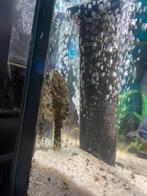 Clown pleco L104, Vis