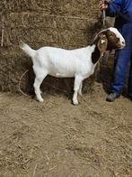 te koop boergeit floor, Dieren en Toebehoren, Vrouwelijk, Geit, 0 tot 2 jaar