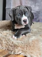 American Bully XL pups met ABKC stamboom MOGEN VERHUIZEN!, Dieren en Toebehoren, Parvo, Overige rassen, 8 tot 15 weken, Meerdere