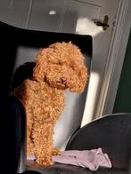 Toypoedel, Dieren en Toebehoren, Poedel, Rabiës (hondsdolheid), Reu, 1 tot 2 jaar