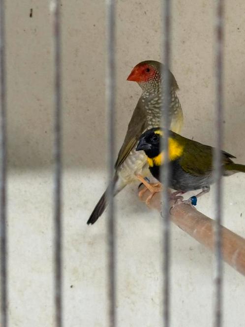 Te koop gevraagd div soorten vogels, Dieren en Toebehoren, Vogels | Overige Vogels, Tropenvogel, Meerdere dieren