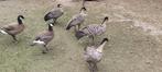 Hawaii en Cackling ganzen, Meerdere dieren, Gans of Zwaan