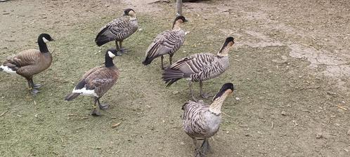 Hawaii en Cackling ganzen, Dieren en Toebehoren, Pluimvee, Gans of Zwaan, Meerdere dieren