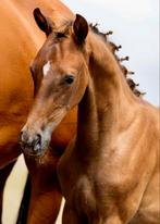 Te koop prachtige merrieveulen, Dieren en Toebehoren, Paarden, Merrie, Dressuurpaard, 0 tot 2 jaar