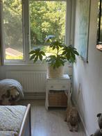 Kamerplant Fatsia (vingerplant) met mand, Ophalen, Overige soorten, Minder dan 100 cm
