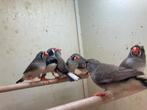 Koppeltjes zwartwang zebravinken, Meerdere dieren, Tropenvogel, Geringd
