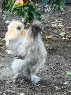 Jonge zijdehoen krielhaan, Dieren en Toebehoren, Pluimvee, Vrouwelijk, Kip