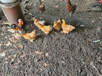 Boerenkrielen te koop beschikbaar voor biedingen