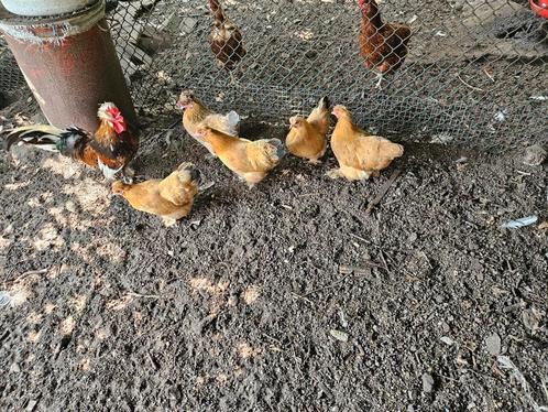 Boerenkrielen te koop, Dieren en Toebehoren, Pluimvee, Kip, Vrouwelijk