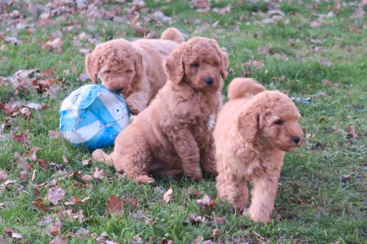 Medium Goldendoodle pups, Dieren en Toebehoren, Honden | Chihuahua's en Gezelschapshonden, Meerdere dieren, Poedel, Fokker | Professioneel