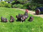 Roodporcelein sussexkrielhennetjes, Dieren en Toebehoren, Pluimvee, Vrouwelijk, Kip