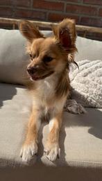 Chihuahua 1 jaar reutje, Dieren en Toebehoren, Honden | Chihuahua's en Gezelschapshonden, Reu, CDV (hondenziekte), 1 tot 2 jaar