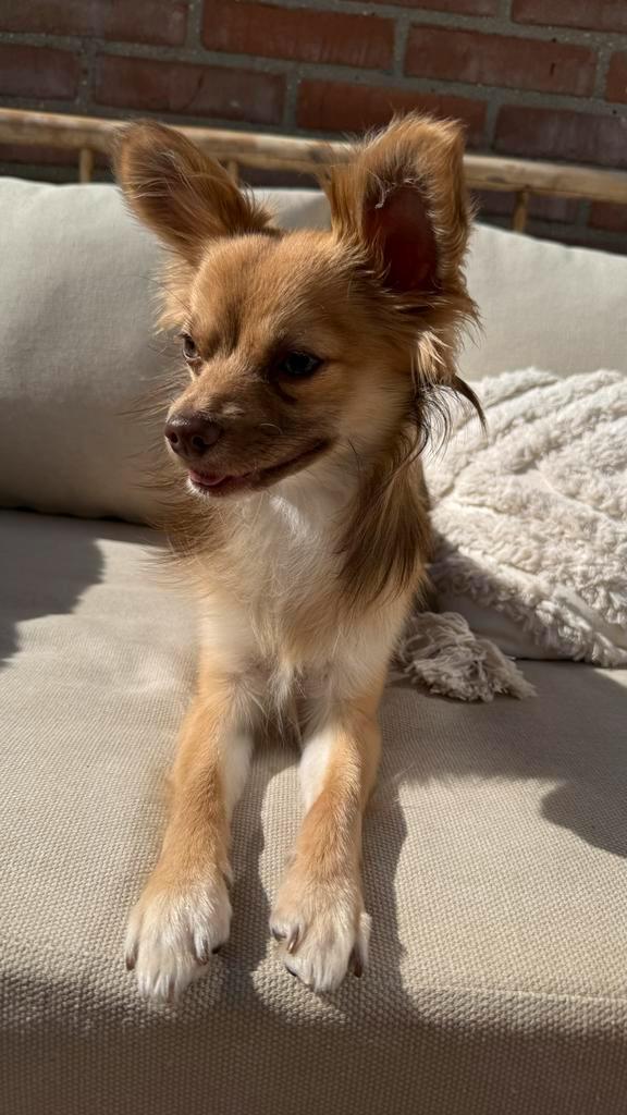 Chihuahua 1 jaar reutje, Dieren en Toebehoren, Honden | Chihuahua's en Gezelschapshonden, Reu, Chihuahua, Particulier, Eén hond