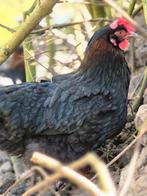 MARANS KIPPEN, Dieren en Toebehoren, Pluimvee, Vrouwelijk, Kip