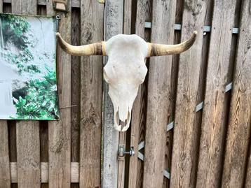 Koeienschedel Wanddecoratie beschikbaar voor biedingen