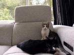 2 Kittens nog beschikbaar zwart tijger grijs 1/4 Savannah, Meerdere dieren, Ontwormd, 0 tot 2 jaar