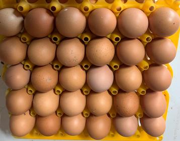 Broedeieren Isa Brown leghennen beschikbaar voor biedingen