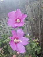 hibiscus, Tuin en Terras, Planten | Struiken en Hagen, Ophalen, Overige soorten, 100 tot 250 cm