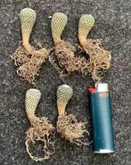 Cactus, Encephalocarpus, Huis en Inrichting, Kamerplanten, Ophalen of Verzenden, Cactus, Volle zon, Minder dan 100 cm