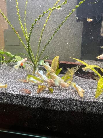 Guppy 24k gold (mannen beschikbaar voor biedingen