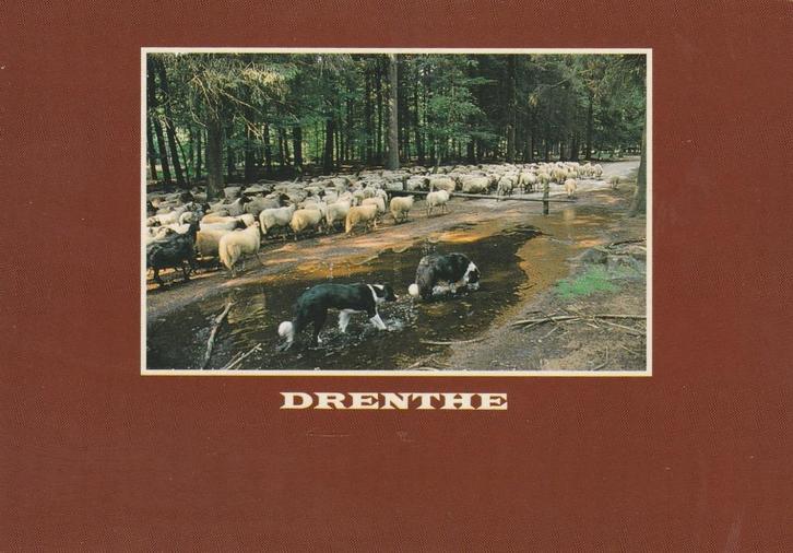 DRENTHE Schaapskudde met Honden, Verzamelen, Ansichtkaarten | Nederland, Ongelopen, Drenthe, 1980 tot heden, Verzenden