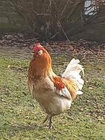 Groenlegger haan, Dieren en Toebehoren, Mannelijk, Kip