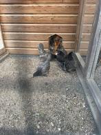 Sabelpoot kriel blauw toom, Dieren en Toebehoren, Vogels | Overige Vogels, Meerdere dieren, Tam