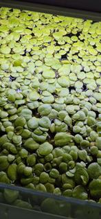 Kikkerbeet 5 plantjes voor €1, Dieren en Toebehoren, Ophalen, Nieuw, Plant(en), Steen of Hout