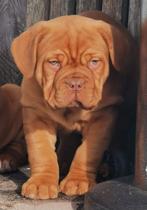 Bordeaux dog pups HD EN ED GEKEURD stamboom, HCC (leverziekte), Overige rassen, 8 tot 15 weken, Meerdere