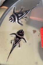 L46 | L046 | Zebra Pleco | Hypancistrus zebra L46, Dieren en Toebehoren, Vissen | Aquariumvissen, Vis, Zoetwatervis
