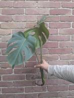 mega grote gewortelde Monstera stekken!, Huis en Inrichting, Kamerplanten, Ophalen, Overige soorten, Halfschaduw, Minder dan 100 cm