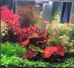 NIEUW nu ook VERSE aquariumPLANTEN OP AQUAELSHOP!, Dieren en Toebehoren, Vissen | Aquaria en Toebehoren, Ophalen of Verzenden