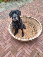 Gratis rieten hondenmand, Dieren en Toebehoren, Hondenmanden, Ophalen