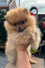 Prachtige pomeriaan/ Keeshond pup (teefje), Dieren en Toebehoren, Honden | Poolhonden, Keeshonden en Oertypen, Keeshond, CDV (hondenziekte)