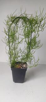 caudex bowiea volubilis., Huis en Inrichting, Kamerplanten, Overige soorten, Minder dan 100 cm, Bloeiende kamerplant, Halfschaduw