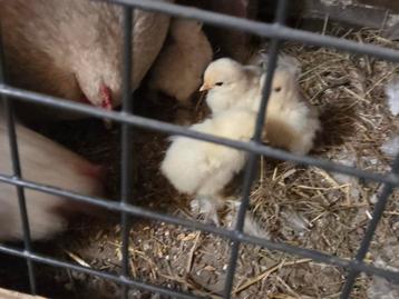 Cochin kriel kuikens beschikbaar voor biedingen