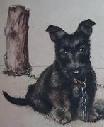 hond Schotse Terrier SCOTTISH TERRIER puppy Tuck Weston krt, Verzenden, Voor 1920, Ongelopen, Overige thema's
