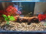 Ansistrus Lemon L144 bleu eye baby's en wild kleur., Ophalen, Nieuw, Verlichting of Verwarming
