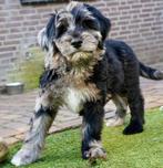 Aussiedoodle pups | Labradoodle, Dieren en Toebehoren, Parvo, Nederland, 8 tot 15 weken, Meerdere