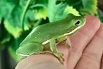 Hyla Cinerea / Amerikaanse Groene Kleine Boomkikker, Dieren en Toebehoren, Amfibie