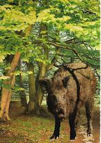 Wild Zwijn., Verzamelen, Verzenden, 1960 tot 1980, Gelopen, Overige thema's