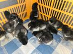 Koperhals Marans kuikens, Geslacht onbekend, Kip