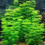 Aquariumplanten Ruilen/Gratis, Dieren en Toebehoren, Vissen | Aquaria en Toebehoren, Ophalen of Verzenden, Nieuw, Plant(en), Steen of Hout