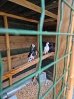 Mooie 3 postduiven voor €25, Dieren en Toebehoren, Vogels | Duiven, Meerdere dieren, Postduif