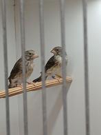 Koppel edelzangers., Dieren en Toebehoren, Vogels | Overige Vogels, Meerdere dieren, Tropenvogel, Geringd