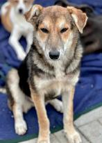 GEORGIA, VROLIJK, MENSGERICHT, LIEF JONG TEEFJE WACHT OP U, Particulier, 1 tot 2 jaar, Buitenland, Teef