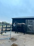 Aangeboden 2 stallen vrij kleine pensionstal heenskerk duin, Dieren en Toebehoren, Stalling en Weidegang