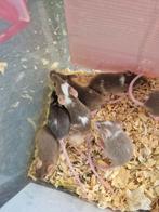 Muisjes te koop, Dieren en Toebehoren, Juni, Vrouwelijk