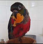 Phyrrhura tam, Dieren en Toebehoren, Meerdere dieren, Papegaai, Tam